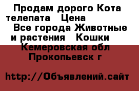  Продам дорого Кота-телепата › Цена ­ 4 500 000 - Все города Животные и растения » Кошки   . Кемеровская обл.,Прокопьевск г.